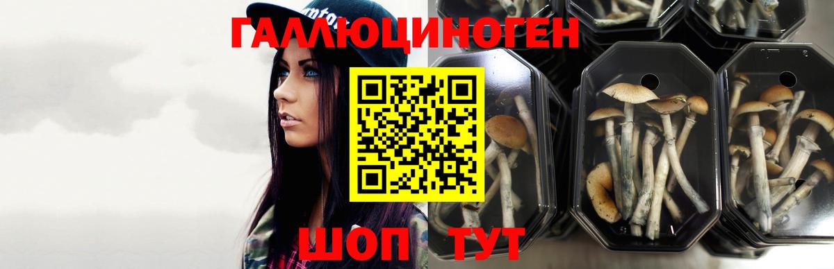 купить   Галлюциногенные грибы GOLDEN TEACHER  Вход с VPN  Сердобск 
